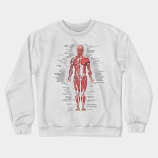 Muscular System of the Human Body Crewneck Sweatshirt